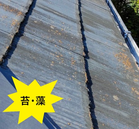 スレート　苔・藻